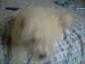 videos de Bombon likes the camera ^_^