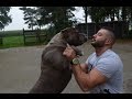 My Xxl Pitbulls All Playing Together No Fight.
