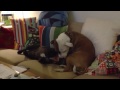 Click here to watch this video Busfrön i soffan