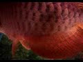 For Sale High-back RTG 21\" Arowana Php 28,000.00 For Sale High-back RTG 21\" Arowana Php 28,000.00