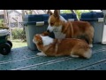 Click here to watch this video Corgis & Rose / コーギーとバラ 20120523 Goro@Welsh corgi