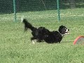 Kiddie and Her Frisbee