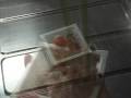 #955 Eho-Maki