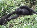 Mountain Gorillas in Africa Mountain Gorillas in Africa