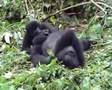 Mountain Gorillas in Africa