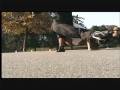 QUAD SKATES VS INLINES IN LONDON HYDE PARK - Nicholas Ascatigno