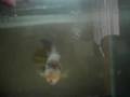 videos de Benlogz my RDP Wendy