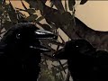 Lynchland Episode 15 - Whats Up? wots up? - Black birds song