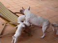 CACHORROS BULL TERRIER CACHORROS BULL TERRIER