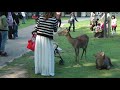 奈良公園の鹿たちをご覧いただけます。あちこちに鹿せんべいが売られていて、鹿も広く分散して沢山いますので、いつでも鹿に鹿せんべいを与えることができます。私が子供の頃からずっとそうでしたが、奈良公園の鹿は食べ物を催促するとき、必ず何度もお辞儀をします。しかしビデオ中にもあるようにオスの鹿の場合、自分だけエサがもらえないときにお尻を頭で押してきたりします。小さな子供をお連れの方は、なるべく角のあるオスの鹿には近寄らないほうが良いと思います。それにしても小鹿はとてもかわいいです。 Nara Park (Nara Koen) is a public park located in Nara City in Nara Prefecture, Japan. About 1200 deer are found roaming freely in the park. They are popular for nodding their heads (bowing) adorably for tourists to feed them deer crackers (Shika Senbei).