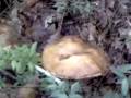 David e i funghi a Velletri