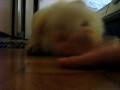 videos de MVI 2253