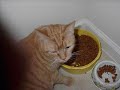 Cat Music Video Tanny- La La