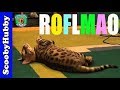 Cat Clips #82--ROFLMAO