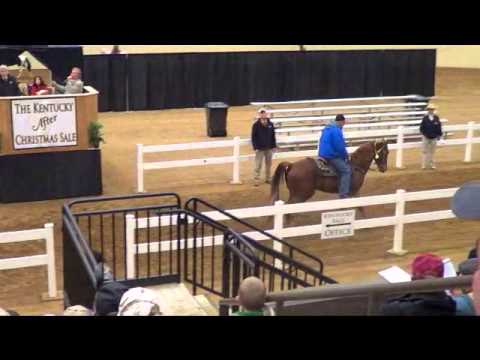 horses grand national