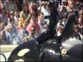 Orlando seaworld Trainer Killed - 10News Investigates the History of Killer Whale Attacks