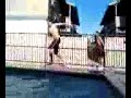Cool Dives