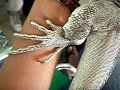 Iguana on my handarm Iguana on my handarm