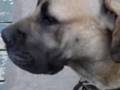 Boerboel video