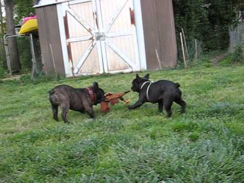 Robin is te tug-o-war king