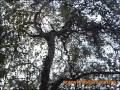 Taman Nasional Baluran - Situbondo - East Java