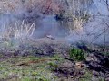 The Piss Bomb
