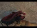 Space Godzilla vs. Venatosaurus from DAM part 2