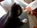 feeding zeppelin