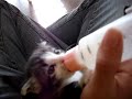 feeding zeppelin