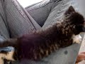 feeding zeppelin