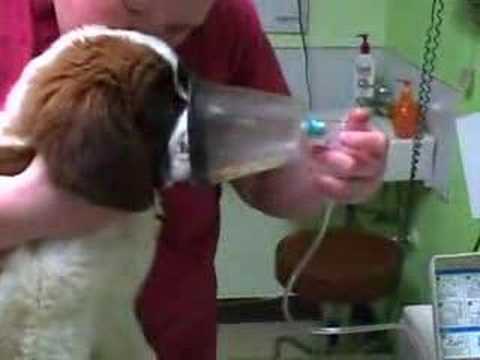 how to cure pneumonia in dogs