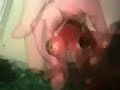 The World's tamest Goldfish! Seizure Disorder