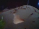 webkinz contests webkinz contests