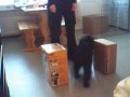 Clicker training tricks: Circling around boxes (