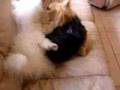 Smores Dogs - Part 2