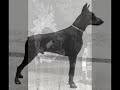 Short pictorial history of Dobermann Short pictorial history of Dobermann