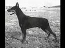 Short pictorial history of Dobermann