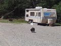 a gang of innocent people trying to handfeed a young bald eagle... see the result! luckylly nobody got hurt. thx kev for the video shooting.