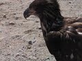 a gang of innocent people trying to handfeed a young bald eagle... see the result! luckylly nobody got hurt. thx kev for the video shooting.