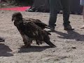 a gang of innocent people trying to handfeed a young bald eagle... see the result! luckylly nobody got hurt. thx kev for the video shooting.