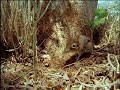 Fooled by Nature - Elephant Shrew Navigator