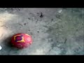 pippo-din-oltenita