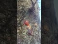 里仲味楽るまち好いのだ。