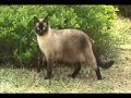 Robinho - O gato Folgado