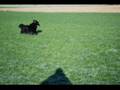 videos de Lucky auf der Wiese.mpg