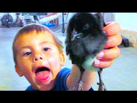 I GOT A CHICKEN DADDY!