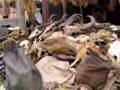 videos de Marche de Fetishes (Voodoo Market)