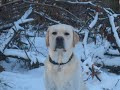 Labrador Retriever Benjamin Bear