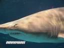 all-about-shark-pups.m4v