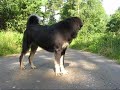 Tibetan mastiff, Zodd \"Fu-Hsing Sundari\" 6 months old Tibetan mastiff, Zodd \"Fu-Hsing Sundari\" 6 months old